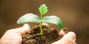 envasado-stick-pack-combate-plagas-agrícolas