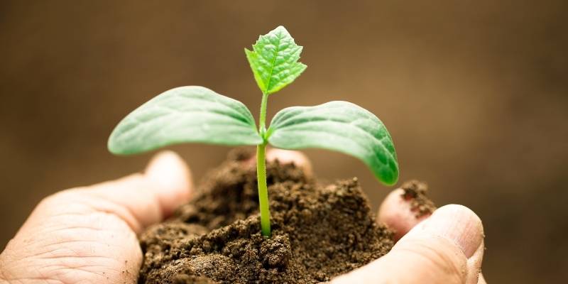 envasado-stick-pack-combate-plagas-agrícolas